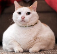 fat-cat2