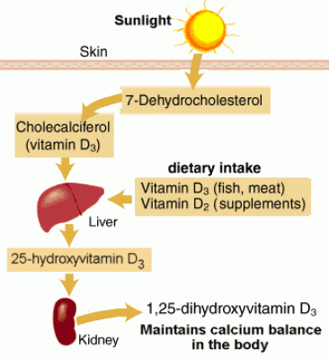 Q A Calcitriol Versus Vitamin D3 Whats The Difference