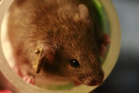 800px-Lab_mouse_mg_3308