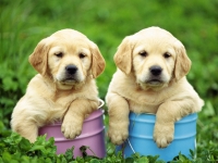 labrador-puppies-in-color-buckets