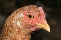 Chicken_female