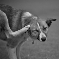 canine-atopic-dermatitis-e1370711026572-210x210