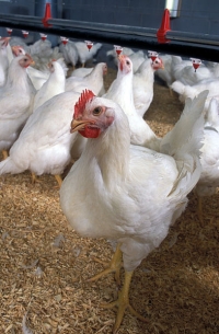 393px-Poultry_Classes_Blog_photo_-_Flickr_-_USDAgov